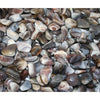 Botswana Agate/GREY BANDED - POLISHED
