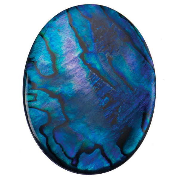 Paua-Shell Blue | Paua Shells for Sale | Kingsley North
