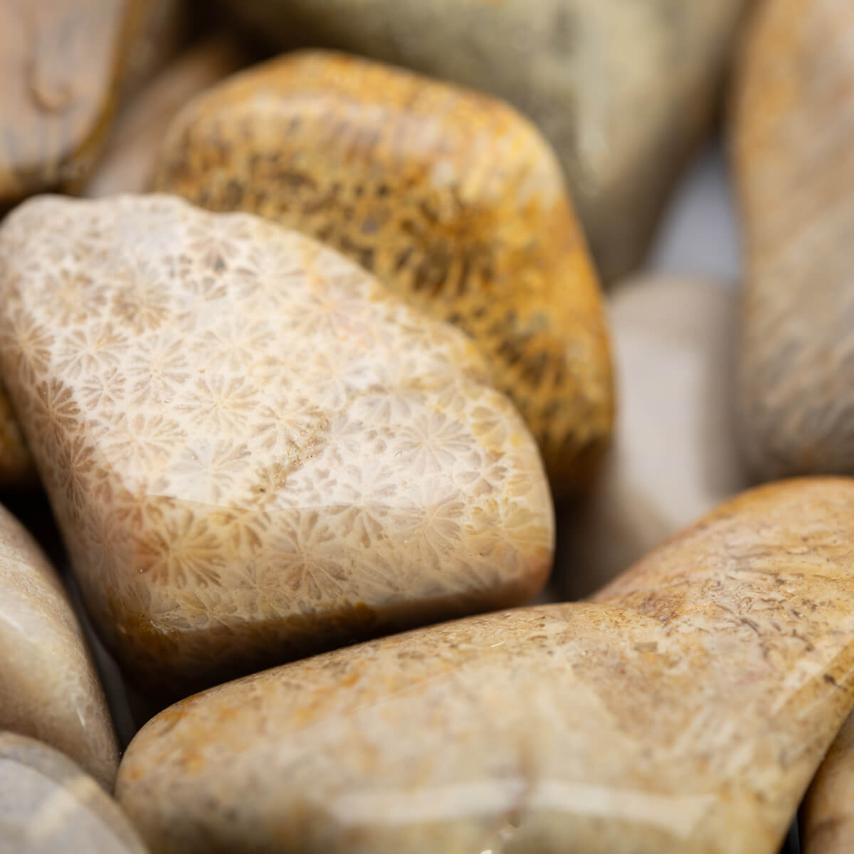 Agatized Coral Tumbled - Large (7/8" - 1-1/4")