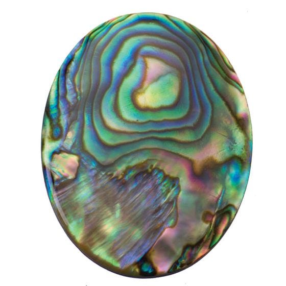 Abalone